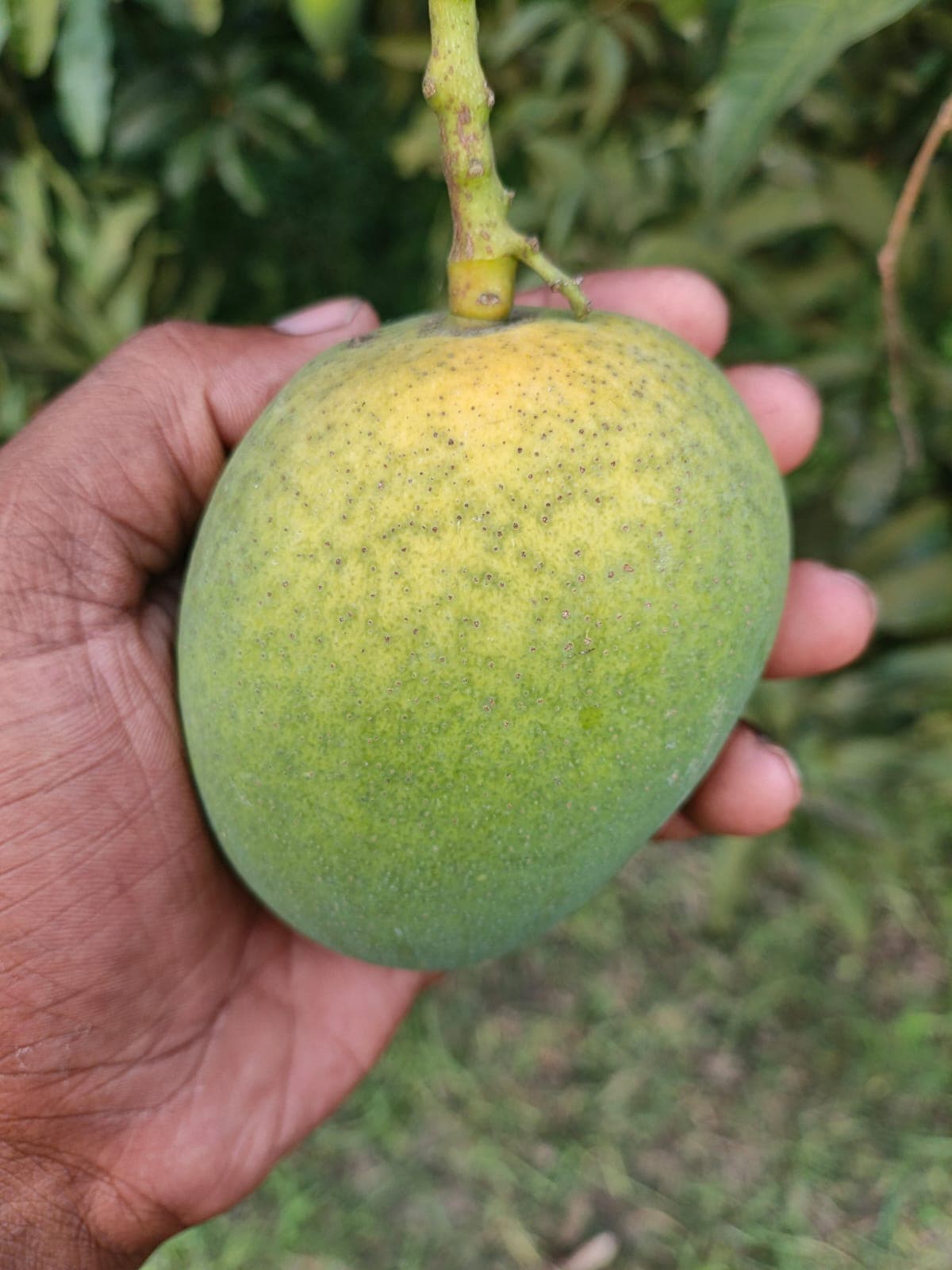হিমসাগর সাতক্ষীরা (himsagor)